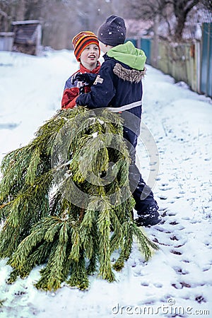 Two brothers carry a pine tree for the birth night. Two boys chose a tree to setting up a Christmas tree Stock Photo