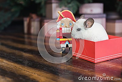 Happy Chinese New Year 2020 year of rat. Portrait of cute white chinchilla on the background of the Christmas tree Stock Photo