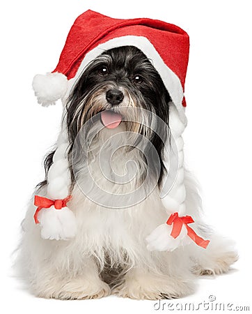 Happy Christmas havanese dog Stock Photo