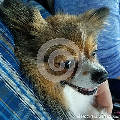 Happy dog pomeranian Stock Photo