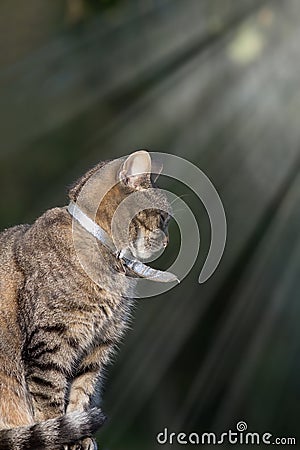 Happy contented pet. Domestic tabby cat with silver collar sitti Stock Photo