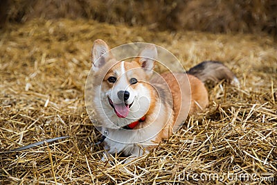 Happy corgi dog Laing on hay smiling with tongue out Stock Photo