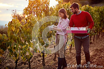 Happy couple at a vineyard. couple harvesters grape in vineyard Stock Photo