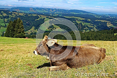 Happy cow lying relaxed in alpine pasture landscape Stock Photo