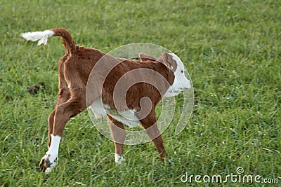 Happy cow calf frolicking in green pasture. Hereford beef cattle Stock Photo