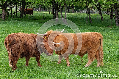 Cows on a meadow in rural german landscape Stock Photo