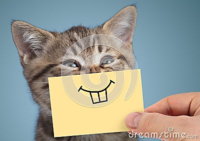 Happy crazy cat portrait with funny smile on blue background Stock Photo