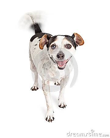 Happy Crossbreed Dog Wagging Tail Stock Photo