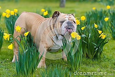 Happy cute english bulldog dog in the spring field Stock Photo