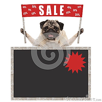 Happy cute pug puppy dog holding up red banner sign with text sale % off, with blank blackboard Stock Photo