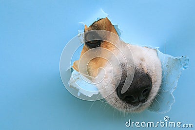 Happy cute red Corgi dog puppy looks out from behind a hole in a torn blue paper poster Stock Photo