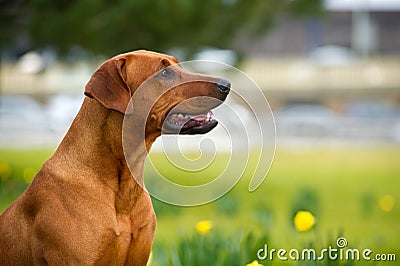 Happy cute rhodesian ridgeback dog in the spring field Stock Photo