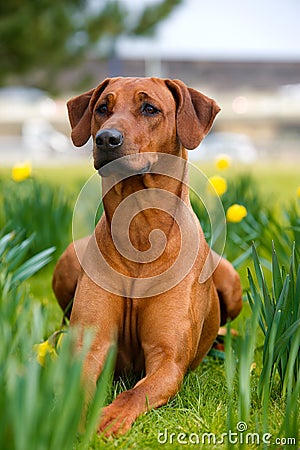 Happy cute rhodesian ridgeback dog in the spring field Stock Photo