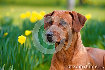 Happy cute rhodesian ridgeback dog in the spring field Stock Photo