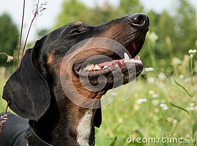 Happy Dachshund Dog Stock Photo