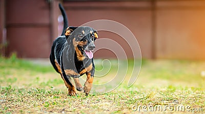 Happy dachshund running Stock Photo