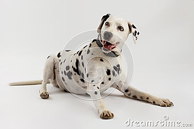 Happy dalmatian dog lying on white background in studio Stock Photo