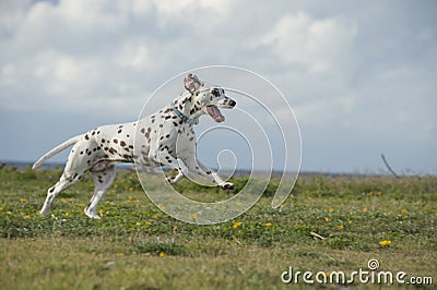 Happy Dalmatian dog running in a park Stock Photo