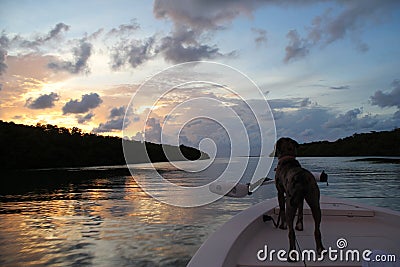 Happy Dog on a boat at sunset in Islamorada in the Florida keys Stock Photo