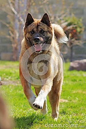 Happy dog breed Akita inu is running Stock Photo