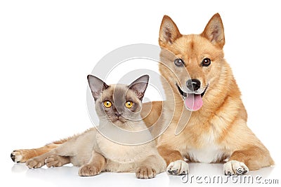 Happy dog and cat together Stock Photo