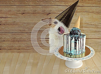 HAPPY DOG CELEBRATING BIRTHDAY OR ANNIVERSARY PARTY WITH A TASTY ICE CREAM CONE CAKE AGAINST WOODEN BACKGROUND Stock Photo