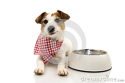 HAPPY DOG EATING FOOD. JACK RUSSELL SMILING WITH A CHECKERED NAPKIN LYING DOWN NEXT TO A EMPTY BOWL. ISOLATED SHOT AGAINST WHITE Stock Photo