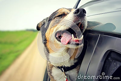 Happy Dog with Eyes Closed and Tounge Out Riding in Car Stock Photo