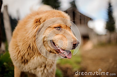 Happy dog ginger looking at the side on the street Stock Photo