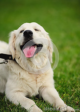 happy dog smiling on the green grass Stock Photo