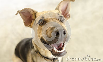 Happy Dog Isolated Stock Photo