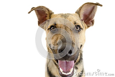 Happy Dog Isolated on White Stock Photo