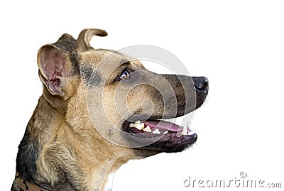 Happy Dog Isolated on White Stock Photo