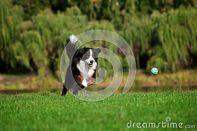 Happy dog jumping running at summer road Stock Photo