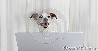 Cute Happy Dog with Smartphone Stock Video - Video of talk, smile: 226044841