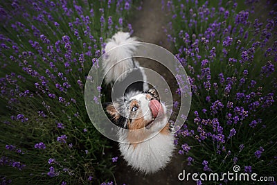 Happy dog in lavender flowers. Australian shepherd. Pet on nature summer Stock Photo