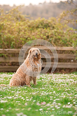Happy dog lying down on grass. White labradoodle resting on green grass. Cute dog relaxing on backyard garden. White dog Stock Photo
