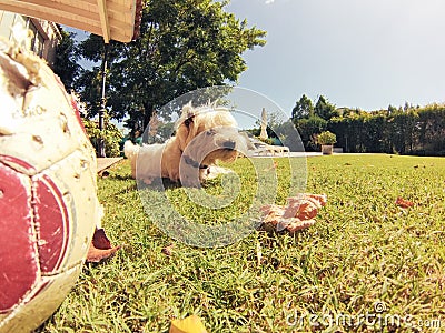 Happy dog Stock Photo