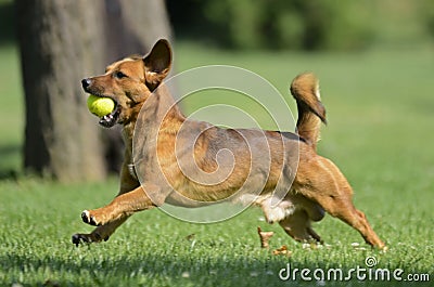 Happy dog playing with ball Stock Photo