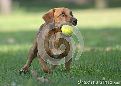 Happy dog playing with ball Stock Photo