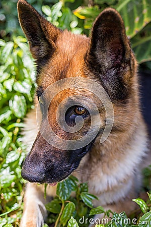 Happy dog playing, dog German Shepherd, on nature green background Stock Photo