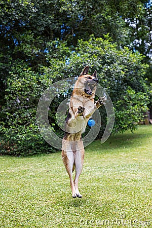 Happy dog playing, dog German Shepherd, on nature green background Stock Photo