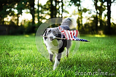 Happy dog playing outside with American flag Stock Photo