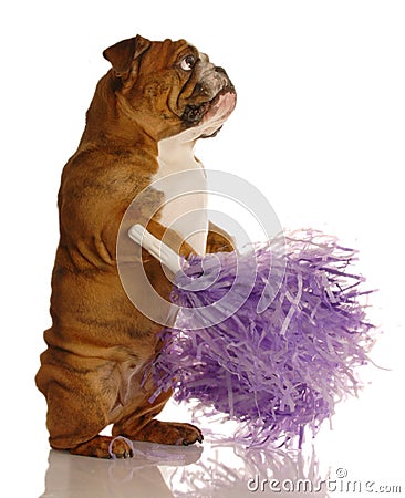 Happy dog with pompoms Stock Photo