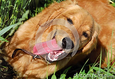 Happy dog portrait Stock Photo