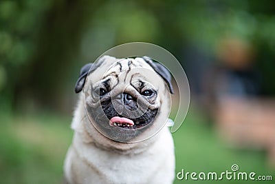 Happy dog pug breed smile Stock Photo