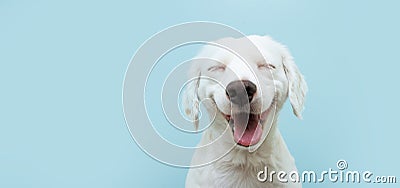 Happy dog puppy smiling on colored blue backgorund Stock Photo