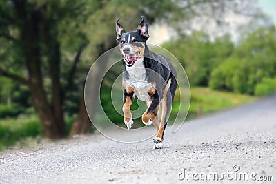 Happy dog is running with flappy ears, Appenzeller Sennenhund Stock Photo