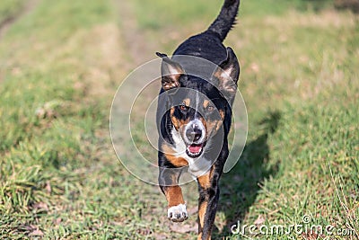 Happy dog is running with flappy ears trough a garden with green grass Stock Photo