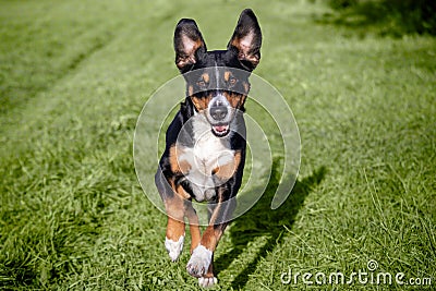 Happy dog is running with flappy ears trough a garden with green grass Stock Photo